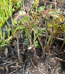 Oxalis dentata