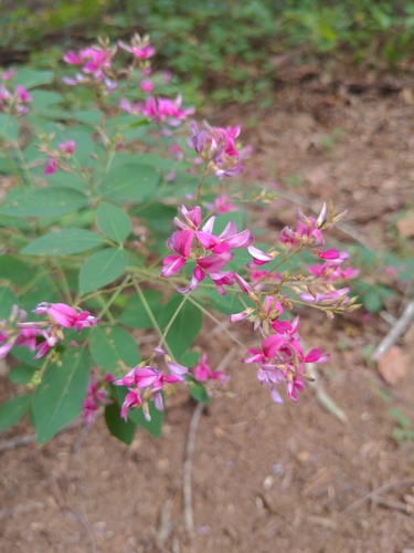 Lespedeza bicolor