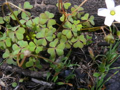 Oxalis dentata