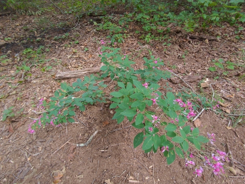 Lespedeza bicolor