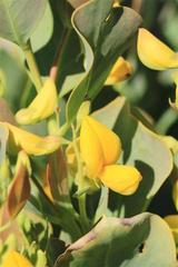 Crotalarieae