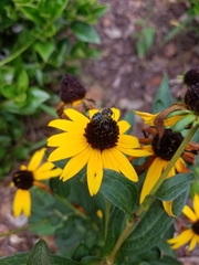 Megachilidae