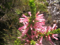 Erica curviflora curviflora