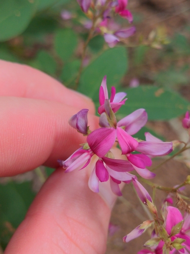 Lespedeza bicolor