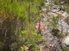 Erica curviflora curviflora