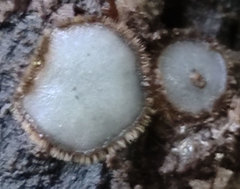 Trichophaea woolhopeia