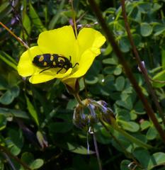Oxalis pes-caprae pes-caprae