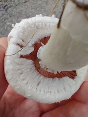 Agaricus