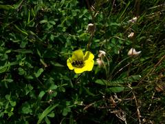 Oxalis pes-caprae pes-caprae