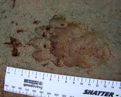Mellivorinae