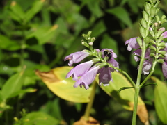 Bombus impatiens