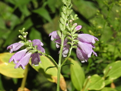Bombus impatiens