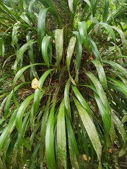 Maxillaria egertoniana