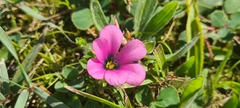 Moraea versicolor
