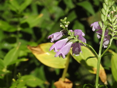 Bombus impatiens