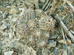 Coryphantha durangensis