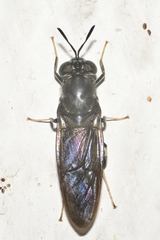 Hermetia illucens