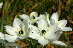 Ornithogalum arabicum