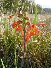 Chasmanthe aethiopica