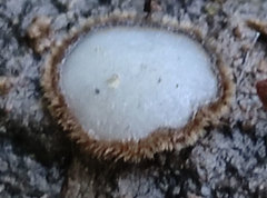 Trichophaea woolhopeia