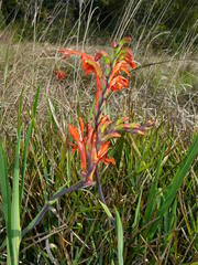 Chasmanthe aethiopica