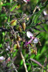 Polygala affinis