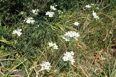 Ornithogalum arabicum