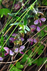 Polygala affinis