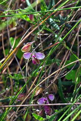 Polygala affinis