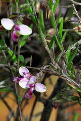 Polygala affinis
