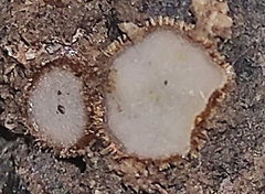 Trichophaea woolhopeia