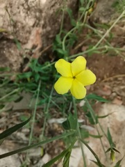 Haplophyton crooksii