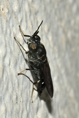 Hermetia illucens