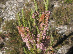 Erica deflexa