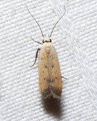 Anacampsis fullonella