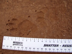 Mellivorinae