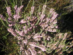 Erica deflexa