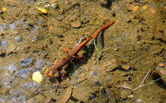 Taricha sierrae