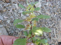 Forsskaolea hereroensis