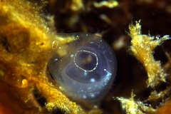 Clavelina oblonga
