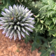 Echinops ritro