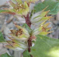 Forsskaolea hereroensis