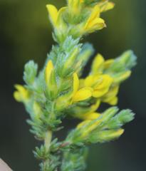 Aspalathus ericifolia ericifolia