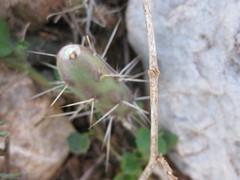 Opuntia aurantiaca