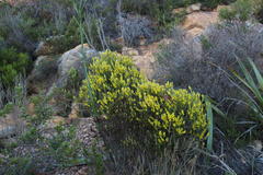 Aspalathus ericifolia ericifolia
