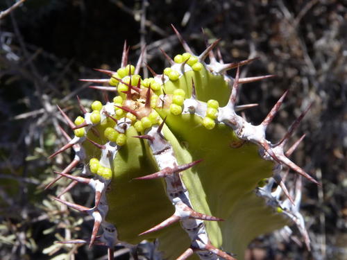 Euphorbia venenata