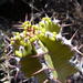 Euphorbia avasmontana - Photo (c) Alex Dreyer,  זכויות יוצרים חלקיות (CC BY-NC), הועלה על ידי Alex Dreyer