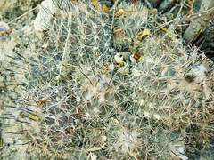 Coryphantha durangensis