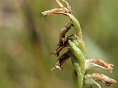 Spiranthes × intermedia