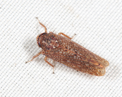 Texananus longipennis